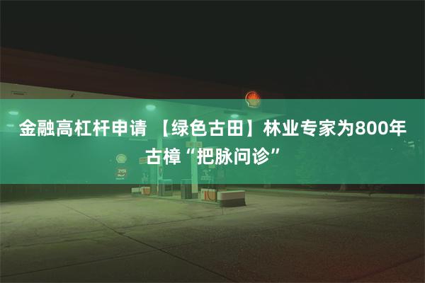 金融高杠杆申请 【绿色古田】林业专家为800年古樟“把脉问诊”